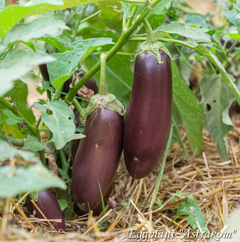 Eggplant Astrakom, Баклажан Астраком